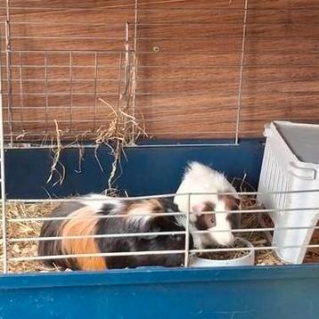 beertjes zoeken samen nieuw thuis  beschikbaar voor biedingen