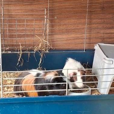 beertjes zoeken samen nieuw thuis, Dieren en Toebehoren, Knaagdieren, Mannelijk, Cavia, Augustus, Tam