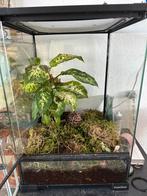 Terrarium met wimpergekko’s, Ophalen of Verzenden, Zo goed als nieuw, Terrarium of Paludarium