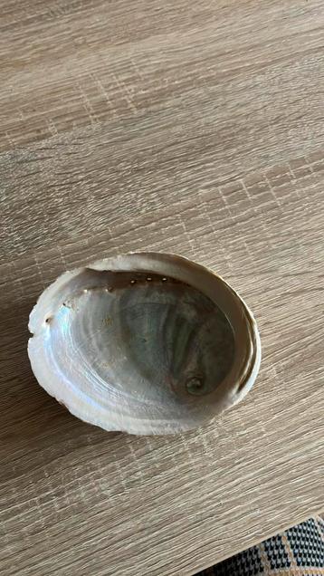 Mooie schelp beschikbaar voor biedingen