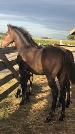 veulen, Dieren en Toebehoren, Paarden, Springpaard, Minder dan 160 cm, Niet van toepassing, 0 tot 2 jaar