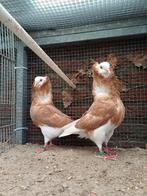 Te koop. Oudholland Kapucijnen sierduiven, Dieren en Toebehoren, Vogels | Duiven