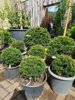 Taxus bol, Tuin en Terras, Planten | Bomen, Overige soorten, Bloeit niet, Ophalen