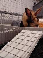 Baby konijn, Dieren en Toebehoren, Konijnen