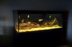 Groot aquarium (200x90x70WH), Ophalen, Gebruikt, Leeg aquarium