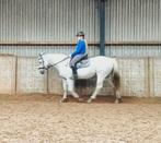 Gezocht:Verzorgpaard/pony in de buurt van Assen binnen 10 km, Dieren en Toebehoren, Overige Dieren, Januari, Meerdere dieren