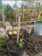 Jonge Vijgenboom met Blauwe Vruchten, Tuin en Terras, Planten | Bomen, Ophalen