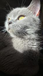 Op zoek naar een goede thuis voor Aida, Dieren en Toebehoren, Katten en Kittens | Overige Katten, Poes, Kortharig, 0 tot 2 jaar