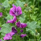 Uit de biologische moestuin: Kaasjeskruid, zaden, Ophalen of Verzenden, Voorjaar, Halfschaduw, Zaad