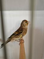 Kruisingen, Dieren en Toebehoren, Vogels | Overige Vogels, Mannelijk, Wildzangvogel, Geringd