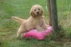 Labradoodle pups verschillende prijzen, België, 8 tot 15 weken, Meerdere, Meerdere dieren