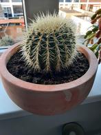 Mooie cactus, schoonmoeder zetel (Echinocactus grusonii, Huis en Inrichting, Kamerplanten, Cactus, Ophalen