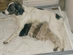 Kruising Toller x Friese Stabij/Australian Shepherd pups, CDV (hondenziekte), 8 tot 15 weken, Meerdere, Meerdere dieren