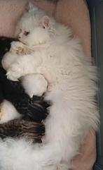 Mooie lieve Britse Langhaar x Europese korthaar kittens, Kater