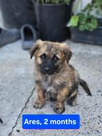 Pup Ares zoekt een baasje, Rabiës (hondsdolheid), 8 tot 15 weken, Buitenland, Eén hond
