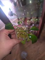 Philodendron Florida Beauty TC, Ophalen of Verzenden, Overige soorten, Volle zon