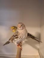 Agaat geel mozaiek kopel., Dieren en Toebehoren, Vogels | Kanaries, Meerdere dieren, Kleurkanarie