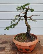 Pre bonsai Taxus becata, Ophalen of Verzenden