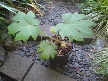 Tetrapanax Papyrifer 'Rex' (rijstpapierplant) beschikbaar voor biedingen