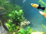 Echt mooie Bumblebee Molly's, Dieren en Toebehoren, Vissen | Aquariumvissen, Vis, Zoetwatervis, Schoolvis