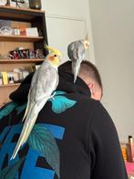 Handtamme valkparkieten, Dieren en Toebehoren, Vogels | Parkieten en Papegaaien, Meerdere dieren, Parkiet