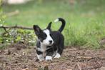 Welsh corgi cardigan pups nog 2 beschikbaar, Dieren en Toebehoren, Honden | Herdershonden en Veedrijvers, CDV (hondenziekte), Particulier