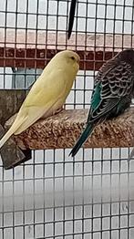 Blackface grasparkieten en splitten, Dieren en Toebehoren, Vogels | Parkieten en Papegaaien, Meerdere dieren, Parkiet