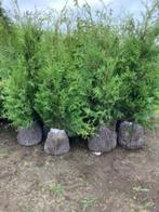 Thuja Brabant' (haagconifeer), Tuin en Terras, Ophalen, Conifeer, Haag, Minder dan 100 cm