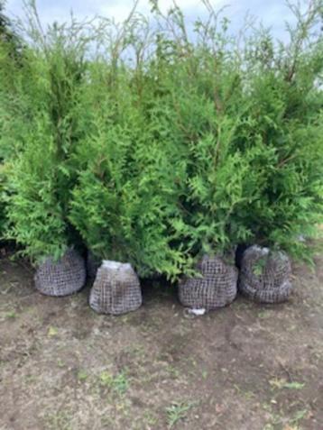 Thuja Brabant' (haagconifeer) beschikbaar voor biedingen