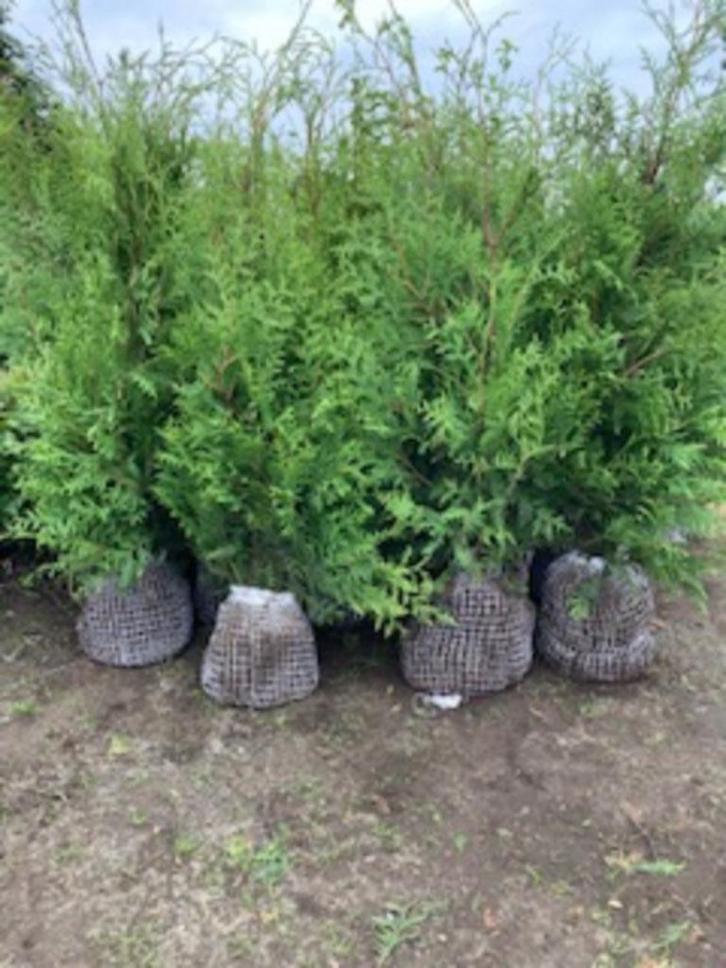 Thuja Brabant' (haagconifeer), Tuin en Terras, Planten | Struiken en Hagen, Haag, Conifeer, Minder dan 100 cm, Ophalen