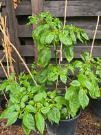 3 Peper planten te koop, Tuin en Terras, Planten | Tuinplanten, Ophalen, Zomer, Overige soorten, Volle zon