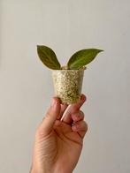 Gewortelde kamerplant stek - Hoya Sunrise, Huis en Inrichting, Kamerplanten, Ophalen of Verzenden, Halfschaduw, Minder dan 100 cm