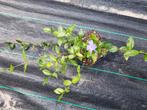 Vinca minor te koop, Ophalen, Overige soorten, Volle zon
