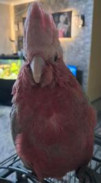 Rose kaketoe  LET OP NIET TE KOOP, Dieren en Toebehoren, Vogels | Parkieten en Papegaaien, Geslacht onbekend, Papegaai, Tam