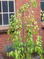 Japanse treursierkers 3 stuks 
Prunus serrulata, Ophalen, Laurier, 100 tot 250 cm