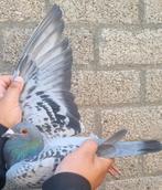 Postduif Wondere/Kleine Dirk., Dieren en Toebehoren, Vogels | Duiven