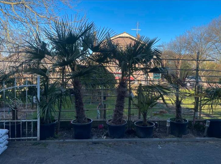 Tekoop aangeboden Palmbomen Trachycarpus Fortunei, Tuin en Terras, Planten | Bomen, Palmboom, 100 tot 250 cm, Volle zon, Zomer
