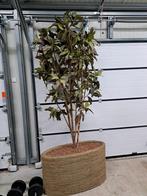 Grote kunstplant nepplant, Bloeit niet, Overige soorten, 100 tot 250 cm, Ophalen