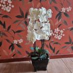 Orchidee met pot, Overige soorten, In pot, Minder dan 100 cm, Halfschaduw