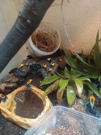 Dendrobates brasil en langstaart hagedis, Dieren en Toebehoren, Reptielen en Amfibieën, Amfibie, 0 tot 2 jaar