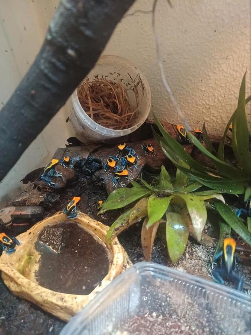 Dendrobates brasil en langstaart hagedis, Dieren en Toebehoren, Reptielen en Amfibieën, Amfibie, 0 tot 2 jaar