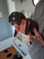 Amerikaanse bully XL puppy's te koop, 8 tot 15 weken, Bulldog, Meerdere, Meerdere dieren