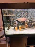 650L Trofis Aquarium | Compleet Systeem Malawi, Tanganyika, Ophalen of Verzenden, Zo goed als nieuw, Gevuld zoetwateraquarium