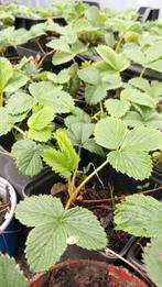 Aardbei., Ophalen, Herfst, Volle zon