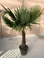 Trachycarpus Fortunei Stamhoogte 60 cm, Tuin en Terras, Planten | Bomen, Olijfboom, Ophalen of Verzenden