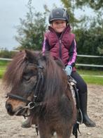 Mooie minishetlander te koop, Dieren en Toebehoren, Pony's, Ruin, A pony (tot 1.17m), 0 tot 2 jaar