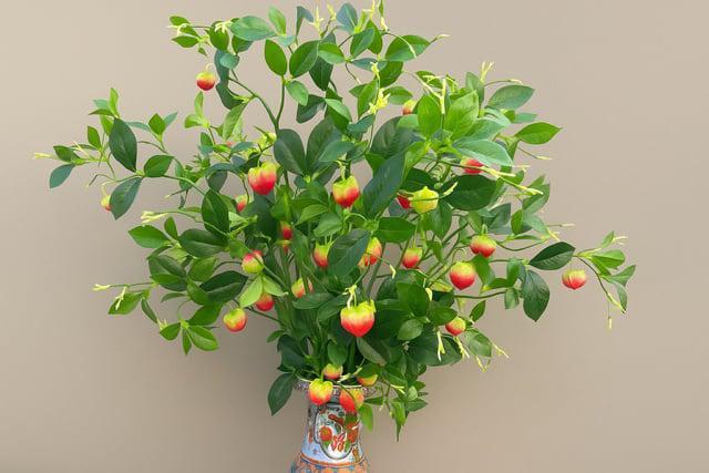 Lampionplant Kunsttak – Warm Rood –110 cm -boeket -decoratie, Huis en Inrichting, Woonaccessoires | Kunstplanten en Kunstbloemen