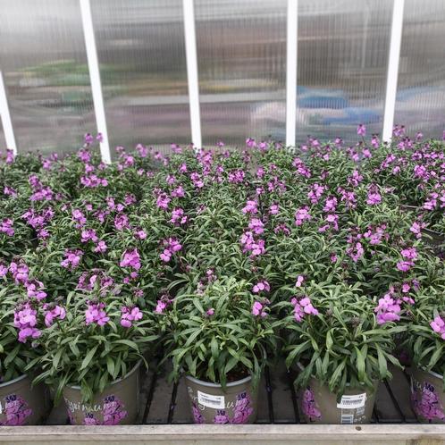 Erysimum (Steenraket), Tuin en Terras, Planten | Tuinplanten, Ophalen