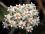 Hoya verticillata Bangkok red gewortelde stek, Huis en Inrichting, Kamerplanten, Overige soorten, In pot, Minder dan 100 cm, Bloeiende kamerplant