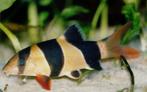 Nieuw binnen!!! Clownbotia 5-6 cm!!!, Vis, Zoetwatervis